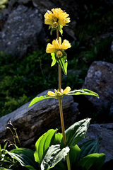 Gentiana burseri villarsii