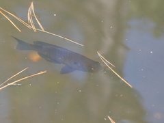Lepomis macrochirus