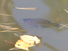 Lepomis macrochirus