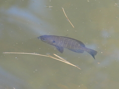 Lepomis macrochirus