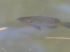 Lepomis macrochirus
