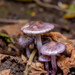 Inocybe lilacina - Photo (c) Allan Hopkins，保留部份權利CC BY-NC-ND