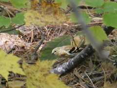 Spinus tristis
