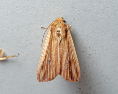 Leucania venalba