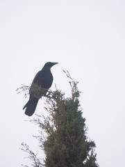 Corvus corone corone