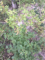 Citharexylum berlandieri