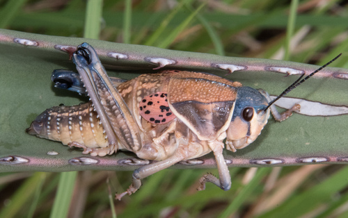 Plains Lubber Grasshopper