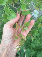 Citharexylum berlandieri