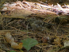 Spinus tristis