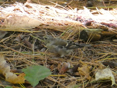 Spinus tristis
