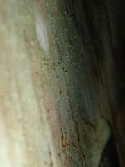 Chaenotheca brachypoda