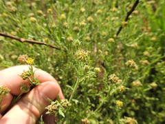 Osteospermum muricatum
