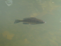 Lepomis macrochirus