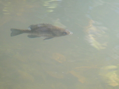 Lepomis macrochirus