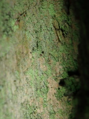 Chaenotheca furfuracea