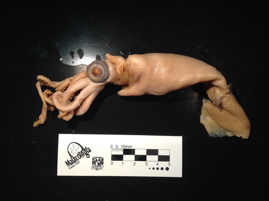 California Gonate Squid