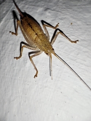 Cyrtaspis scutata