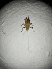 Cyrtaspis scutata