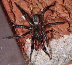 Antrodiaetus