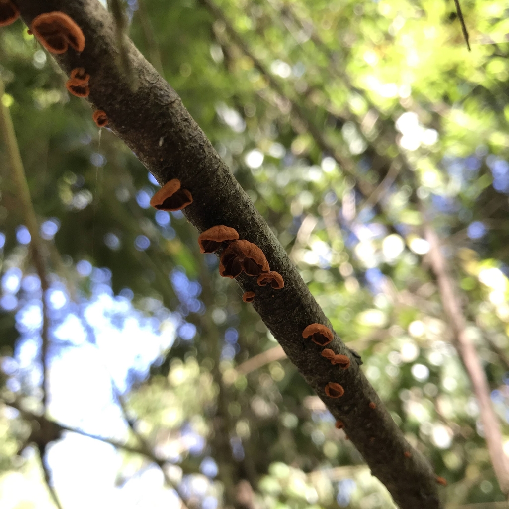 Anthracophyllum discolor · October 2020 · photo: © cristianriquelme (iNaturalist, cc-by)