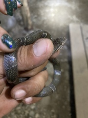 Leptodeira nigrofasciata