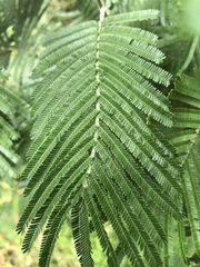 Vachellia pennatula