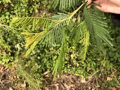 Vachellia pennatula