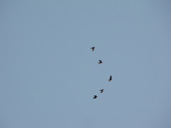 Corvus brachyrhynchos caurinus