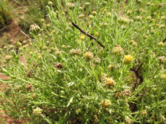 Osteospermum muricatum