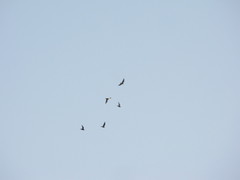 Corvus brachyrhynchos caurinus