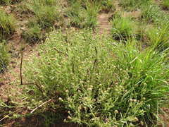 Osteospermum muricatum