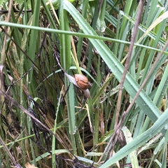 Plectostylus araucanus