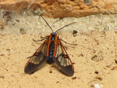 Cosmosoma cingulatum