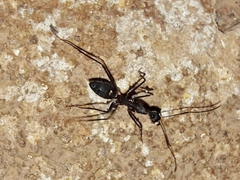 Camponotus lespesii