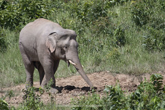 Elephas maximus