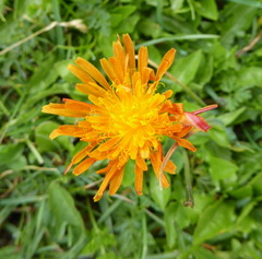 Crepis aurea