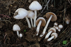 Bolbitius coprophilus