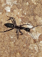 Camponotus lespesii