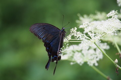 Papilio dehaanii