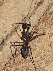 Camponotus lespesii
