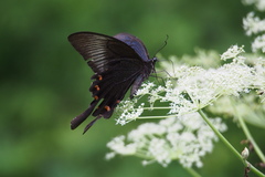 Papilio dehaanii