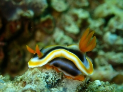 Chromodoris