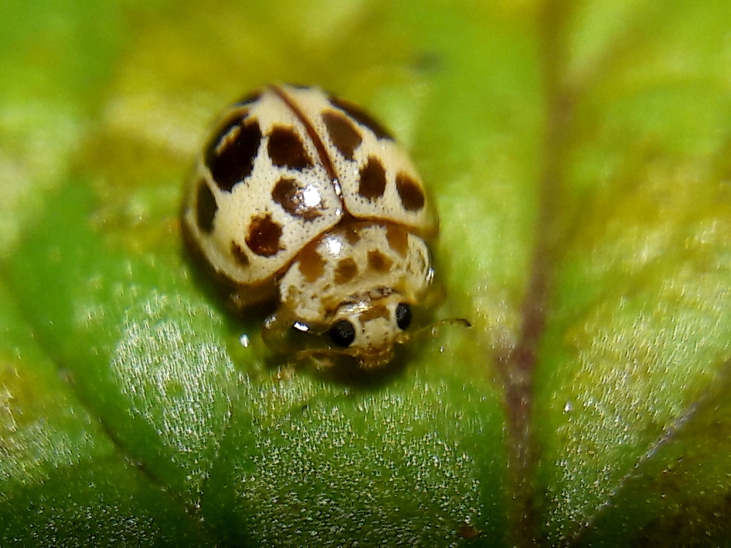Fungus-eating Lady Beetles