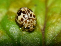 Psyllobora lenta
