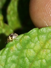 Psyllobora lenta