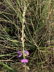 Polygala producta