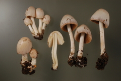 Bolbitius coprophilus