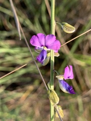 Polygala producta