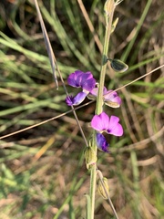 Polygala producta