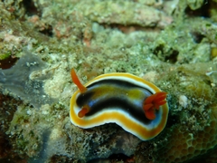 Chromodoris